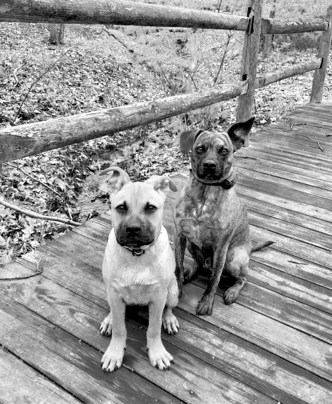 21 | Seven Things My Dogs Have Taught Me About Living