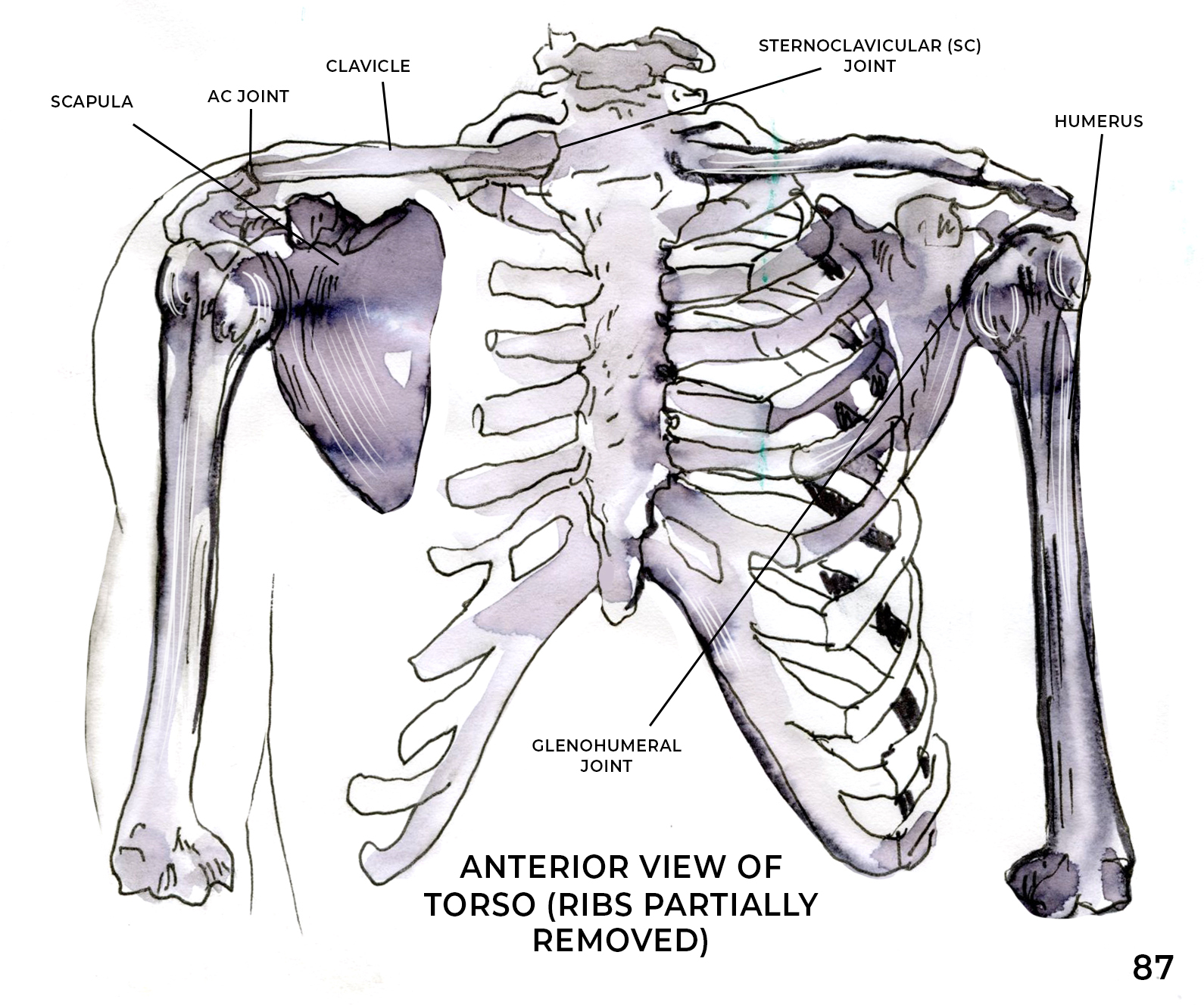Scapular Stability