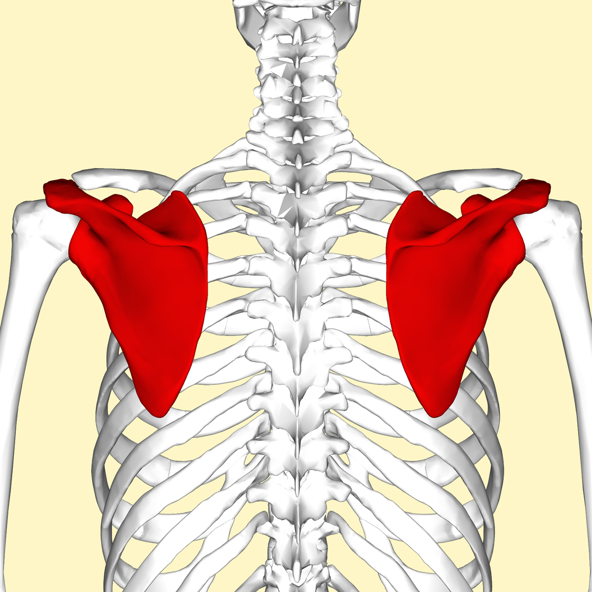 Scapular Winging