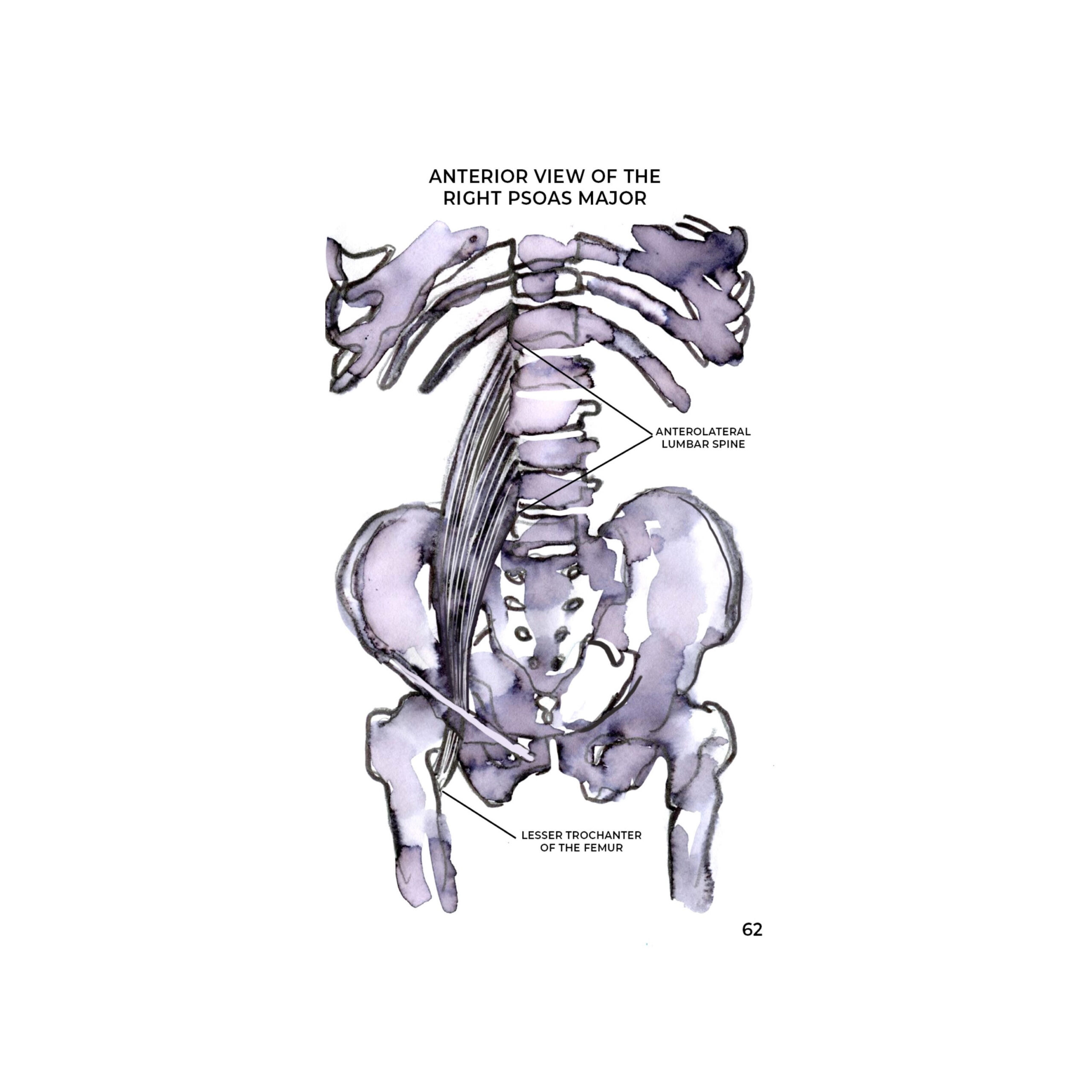 Five Exercises for Hip Flexor Strain/Tendinopathy – LYT