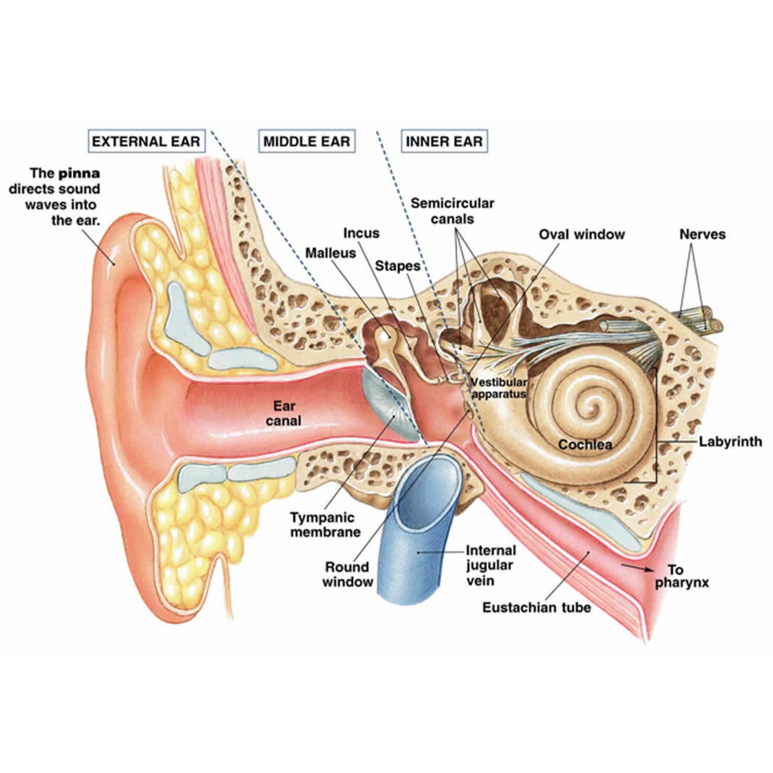 Vestibular System