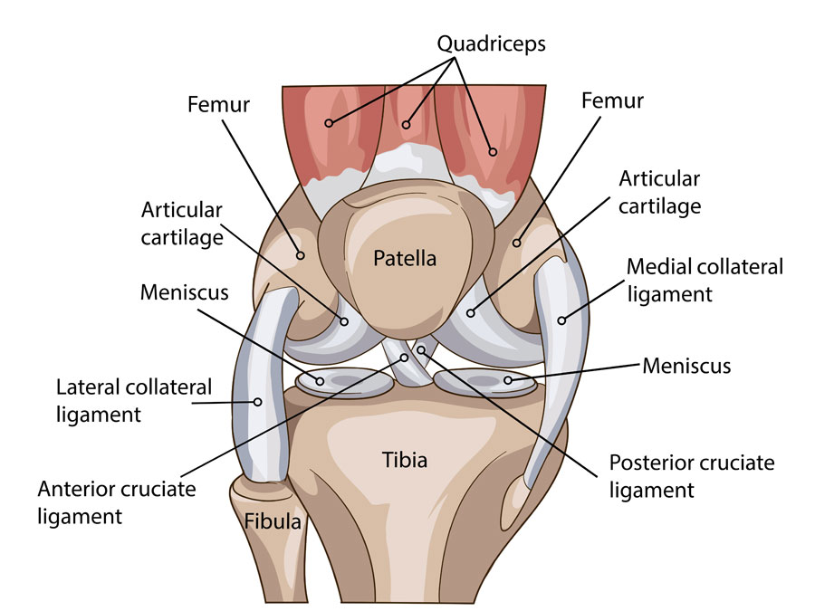 anatomy-of-the-knee