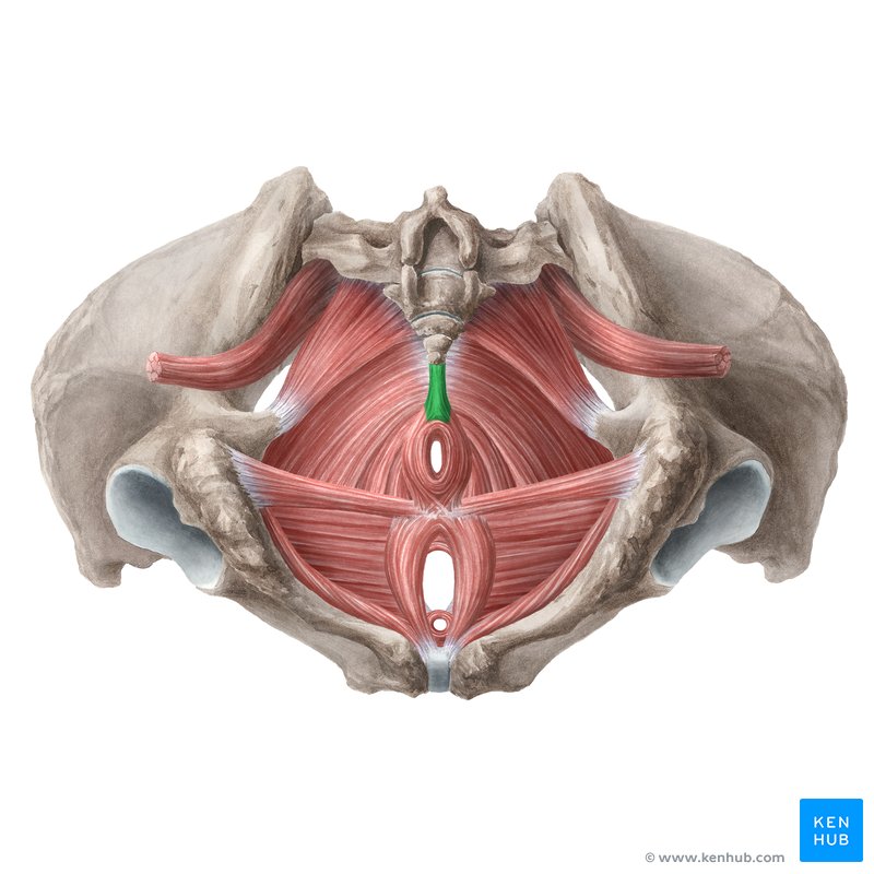 Why care about your pelvic floor?