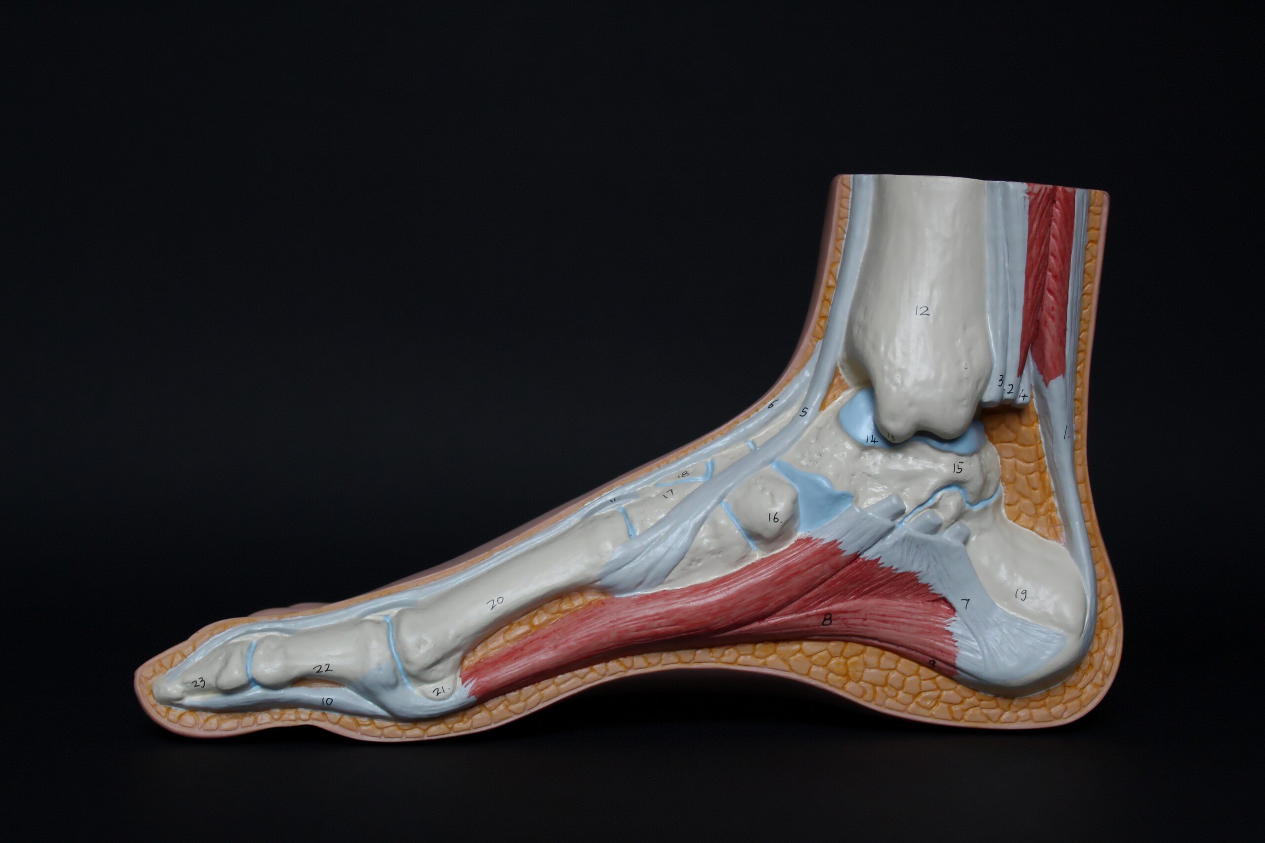 Four Steps to Heal Your Tendinopathy