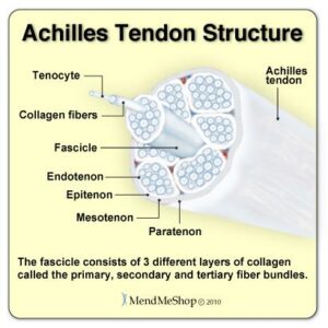 achilles tendon