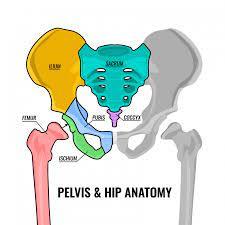 pelvis1