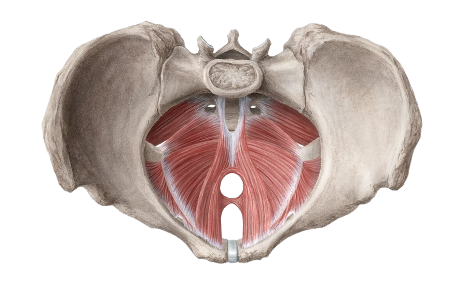 To Kegel or Not to Kegel