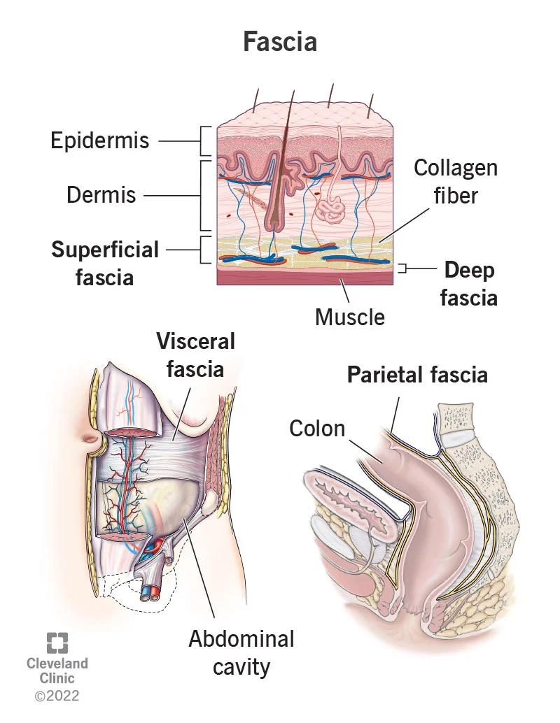 Fascia and Why We May Want to Release It