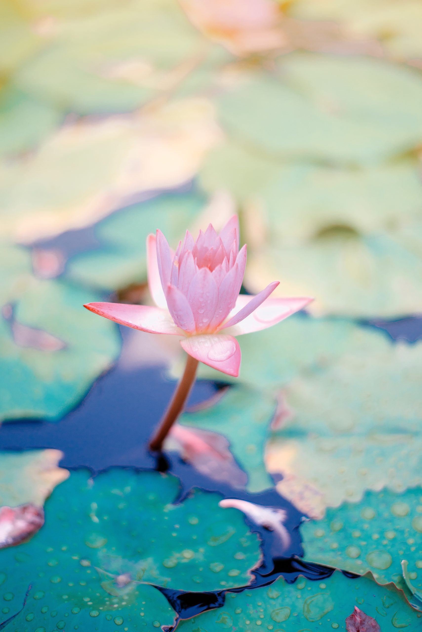 Harmony in the Mind-Body Connection for Inner Peace