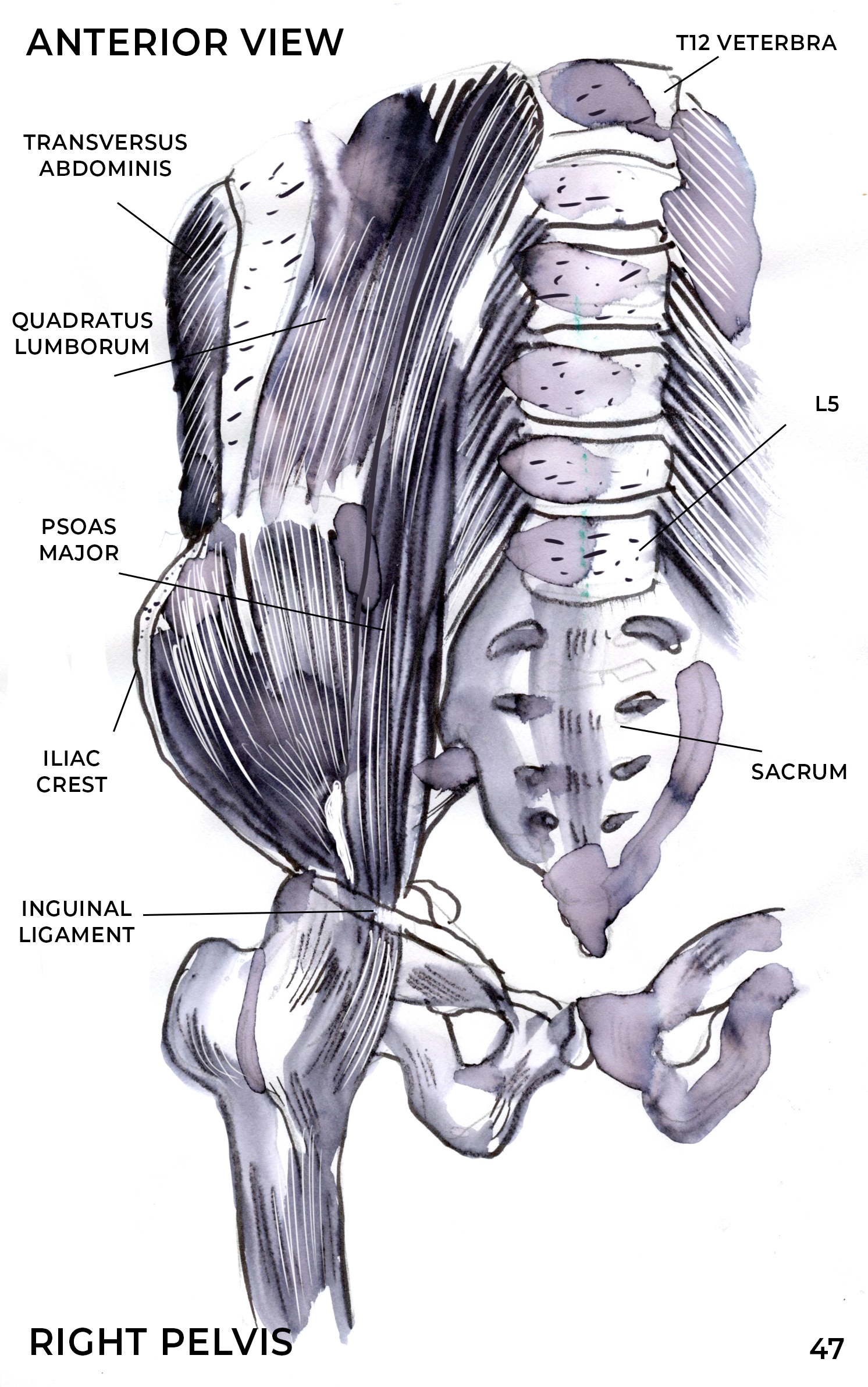 The Psoas: Unraveling the Emotional Tapestry of Your Core